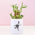 2 Layer-Bamboo Plant In Maa Mug