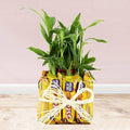 5 Star Lucky Bamboo