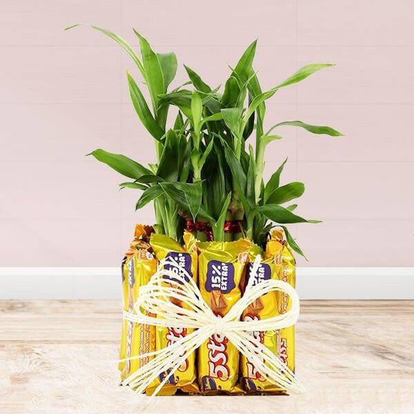 5 Star Lucky Bamboo