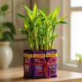 Charming 2 Layer Bamboo Plant