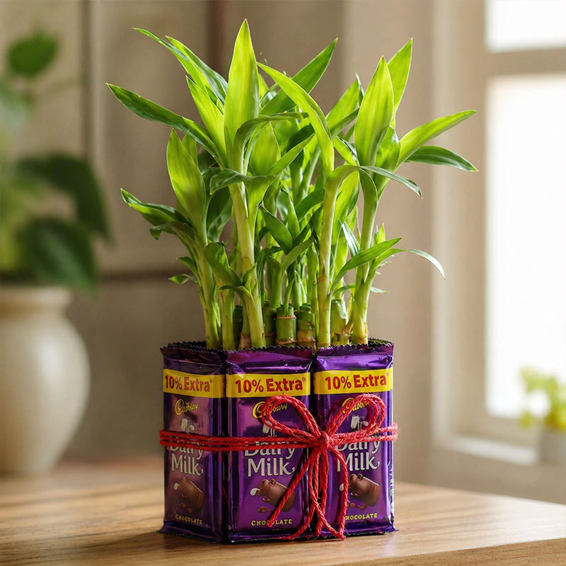 Charming 2 Layer Bamboo Plant