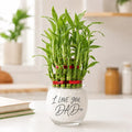 Dazzling Lucky Bamboo For Father