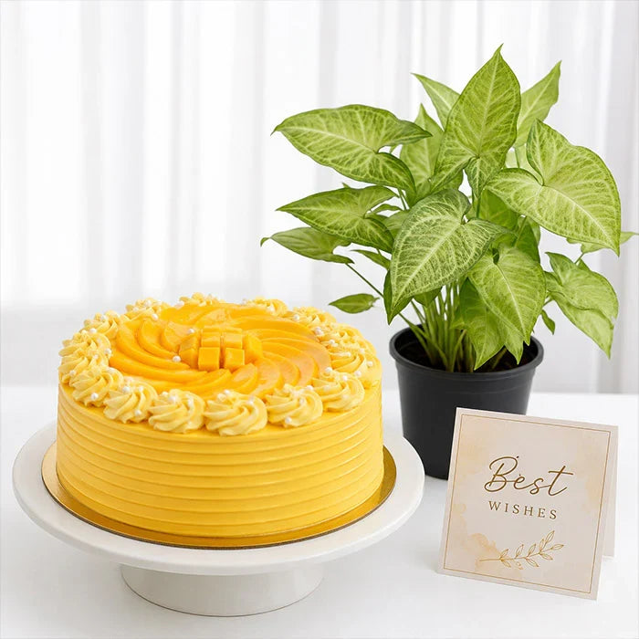 Half Kg Mango Celebration Cake with Best Wishes Card & Plant