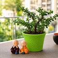 Spread Luck And Happiness With Jade Plant And Buddha