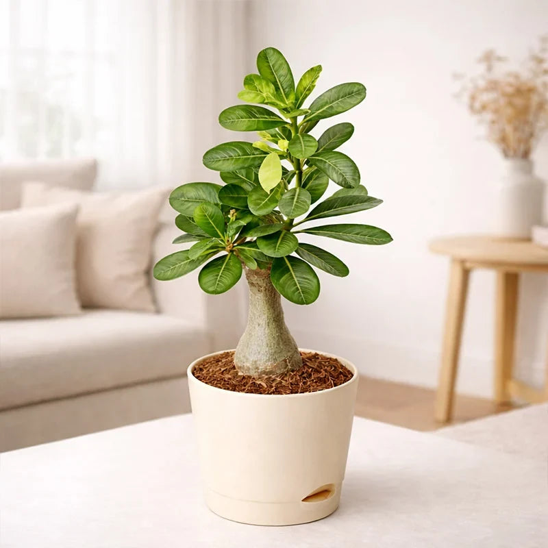 Adenium Yellow Plant