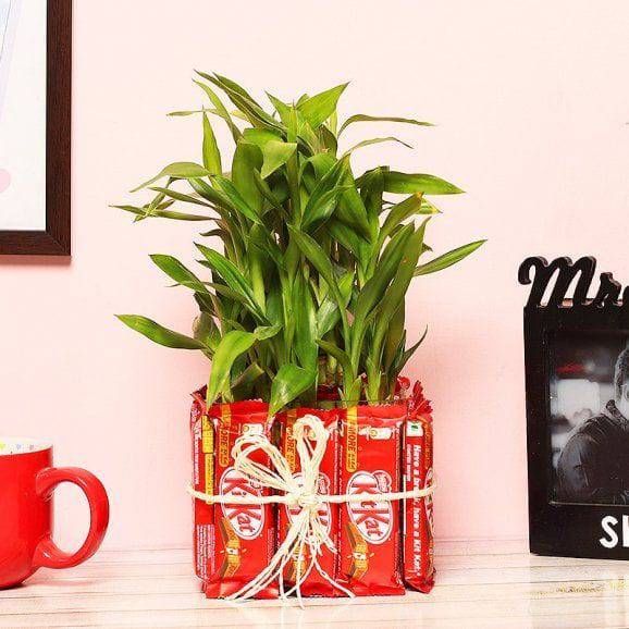 Attractive 3 Layer Bamboo Plant