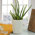 Beauty Of Aloe Vera