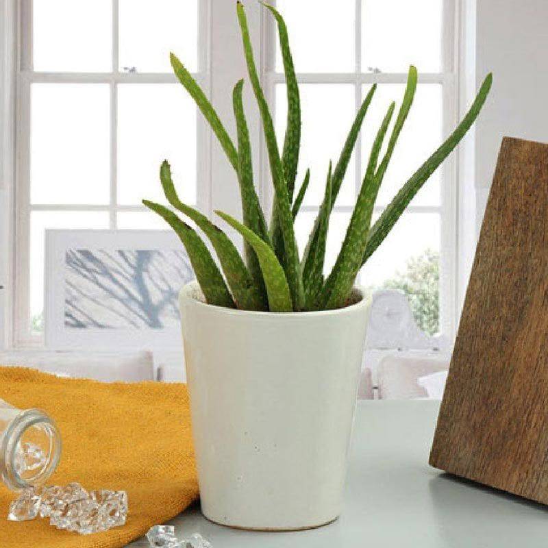 Beauty Of Aloe Vera