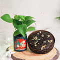 Cake Money Plant Combo