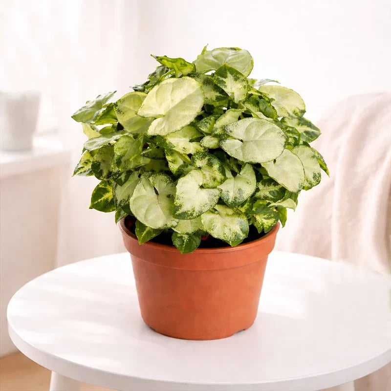 Chilli Syngonium Plant with Fibre Pot