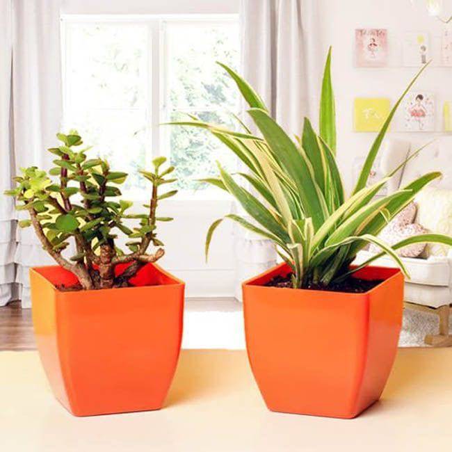 Combo Plant for Best Wishes