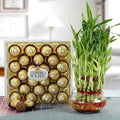FERRERO ROCHER WITH THREE LAYER BAMBOO PLANT