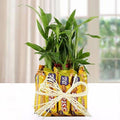 Five Star Lucky Bamboo Combo
