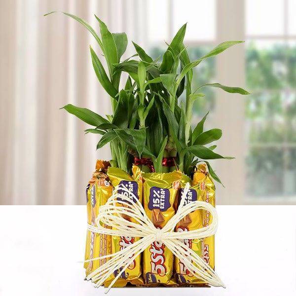 Five Star Lucky Bamboo Combo