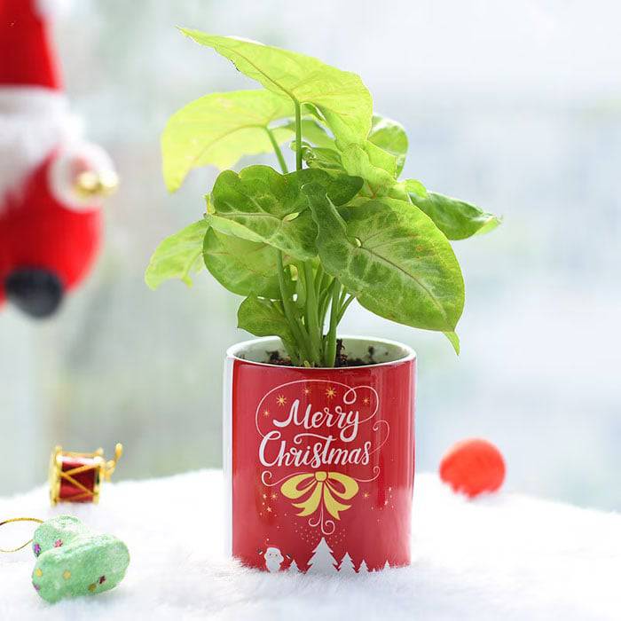 Full Of Wishes Neon Plant