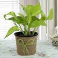 Gift Money Plant for Prosperity