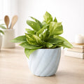 Green Money Plant In Light Blue Twisted Grace Ceramic Pot