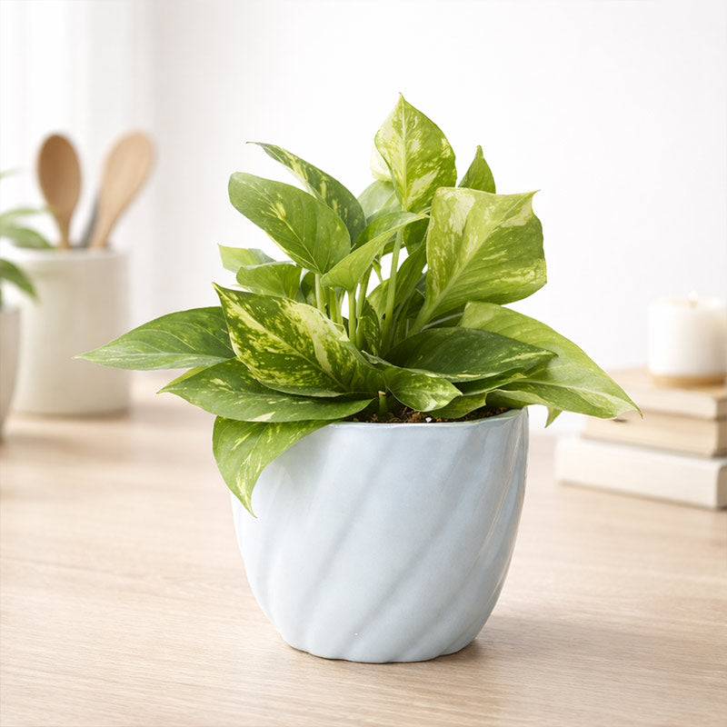 Green Money Plant In Light Blue Twisted Grace Ceramic Pot