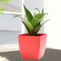 Green Sansevieria Plant