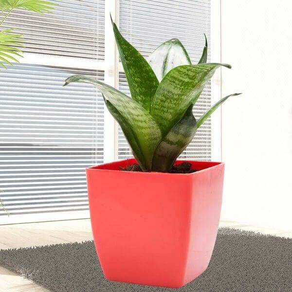 Green Sansevieria Plant