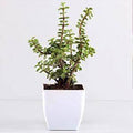 Jade Plant