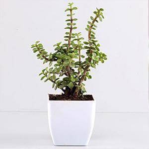 Jade Plant