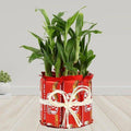 Kitkat With Two Layer Lucky Bamboo