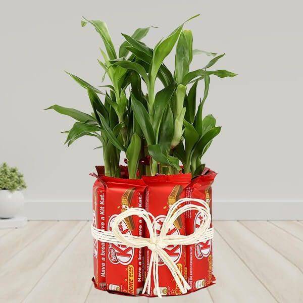 Kitkat With Two Layer Lucky Bamboo