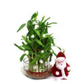Lucky Bamboo N Santa