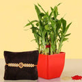 Lucky Bamboo With Single Rakhi