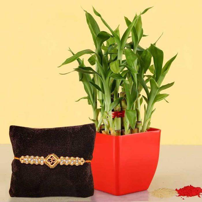 Lucky Bamboo With Single Rakhi