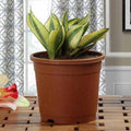 Lush Green Sansevieria