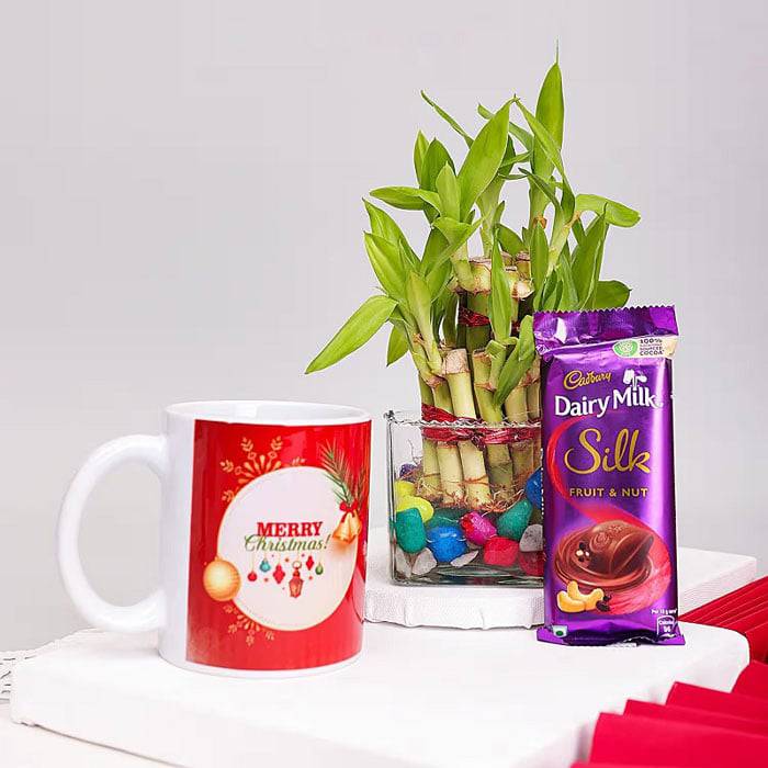 Merry Christmas Bamboo Plant Combo
