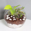 Money Plant And Jade Terrarium