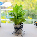 Money Plant In A Jute Wrap