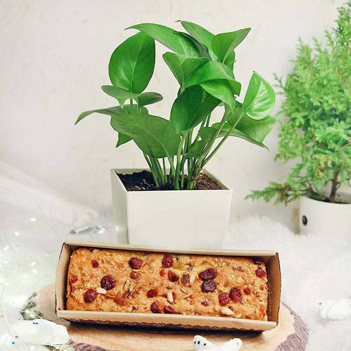 Money Plant N Dry Cake