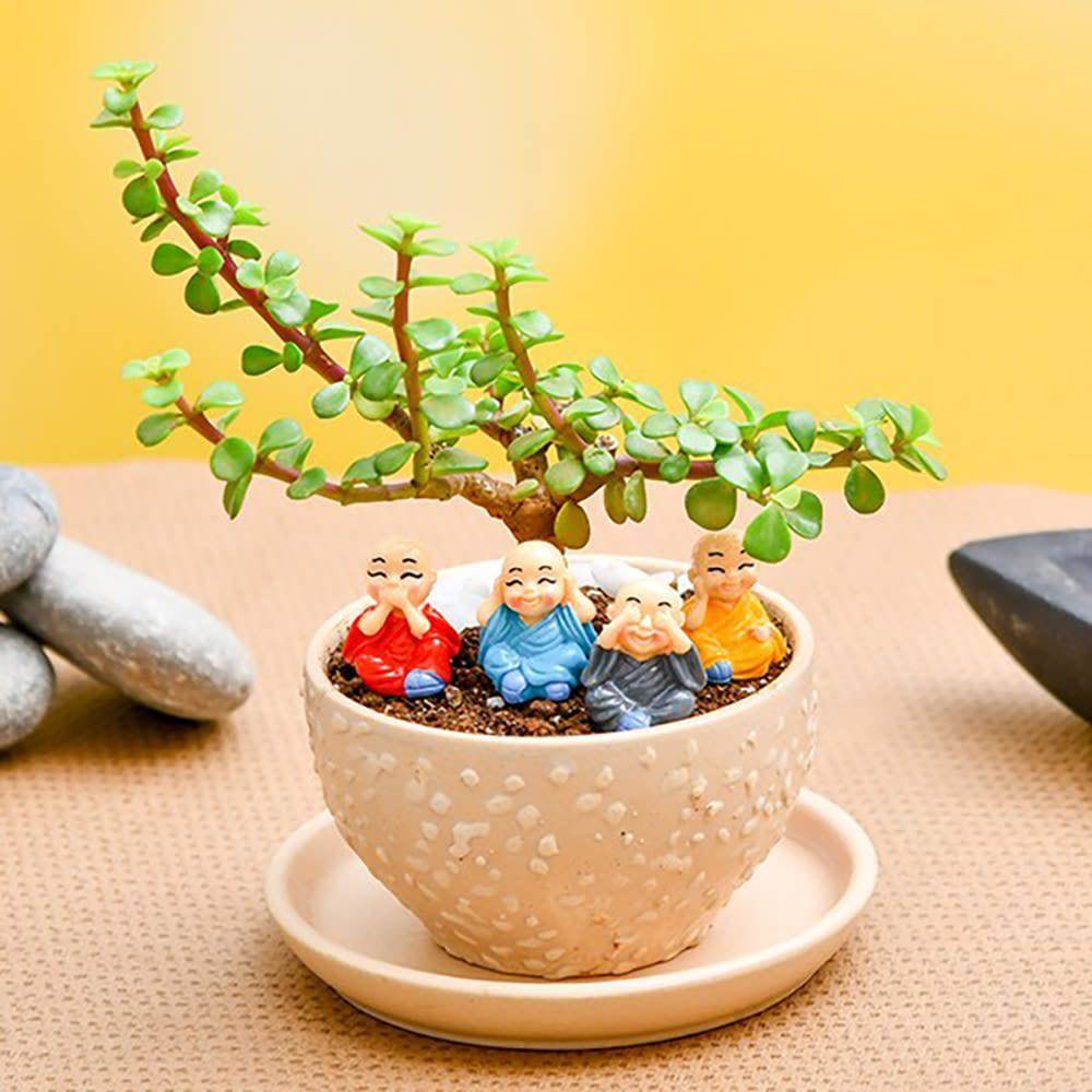 Occasions With Jade Plant And Cute Monks