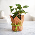 Peperomia Plant