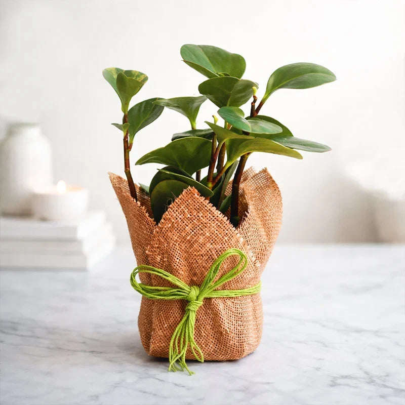 Peperomia Plant