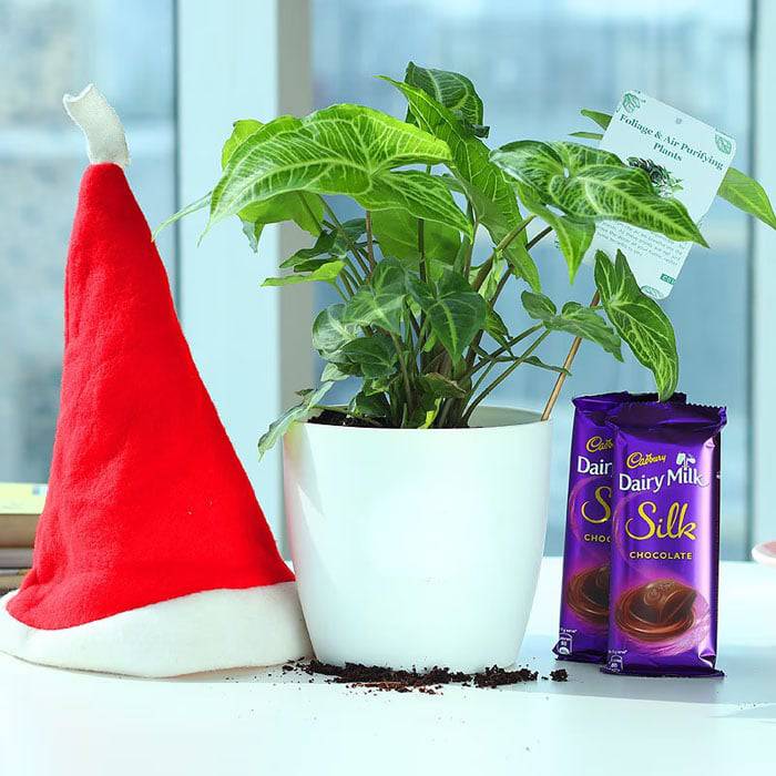 Silky Santa Wishes