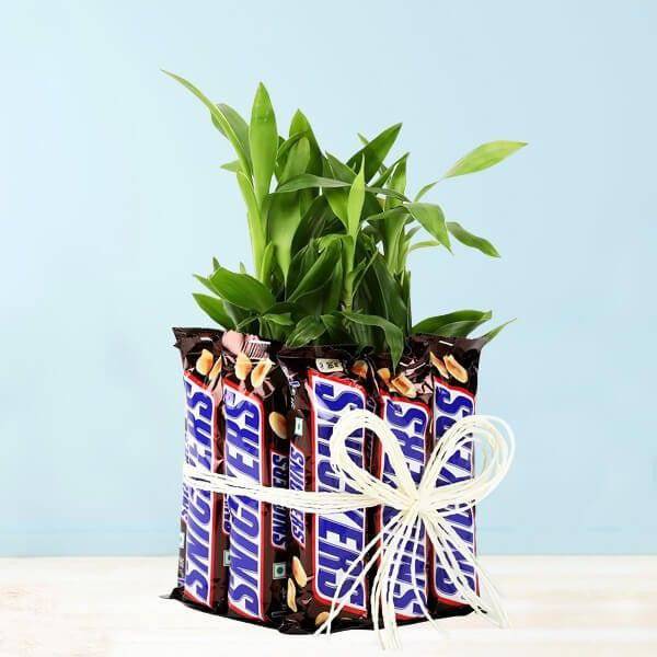Snickers With Two Layer Lucky Bamboo