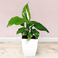 Spathiphyllum Air Purifying Plant