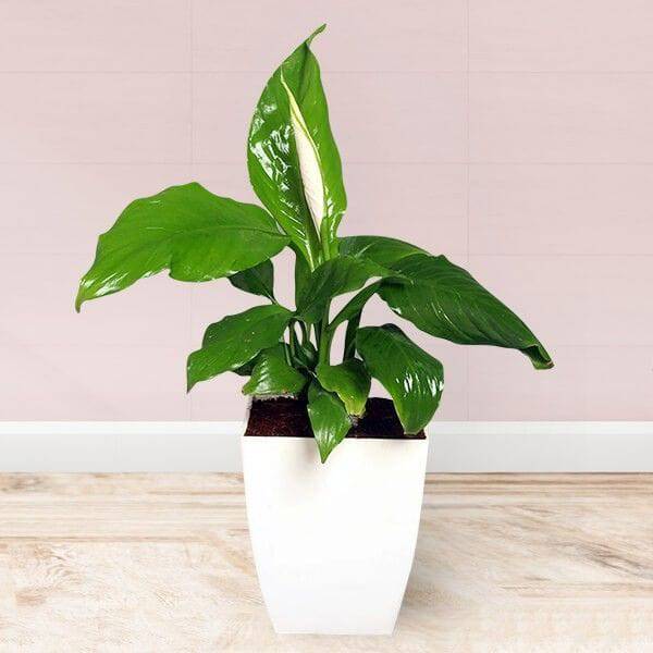 Spathiphyllum Air Purifying Plant