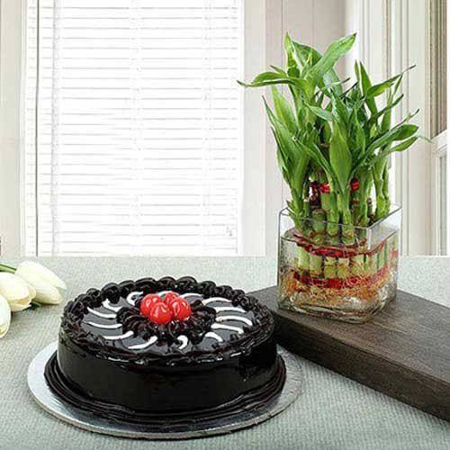 Truffle Cake N Lucky Bamboo