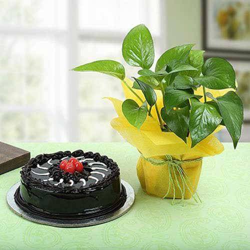 Affair Of Black Forest - Test