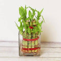 Two Layer Good Luck Bamboo Plant