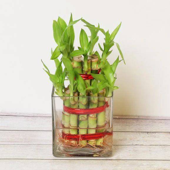 Two Layer Good Luck Bamboo Plant