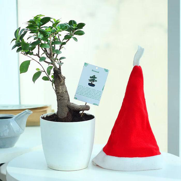 Xmas Wishes Pot